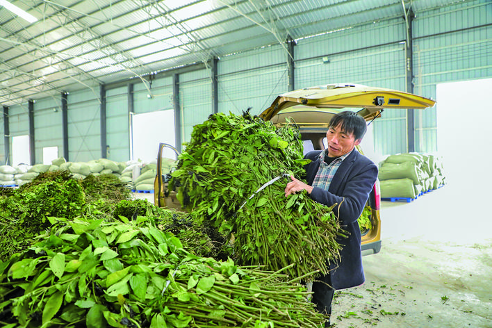 板蓝根脱销现象初探，最早情况探究