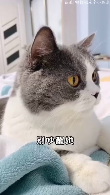 猫咪官网早期历程，数字世界与猫咪的奇缘首探